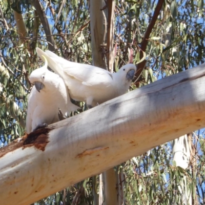 Cacatua galerita (Sulphur-crested Cockatoo) at Hughes, ACT - 26 Oct 2018 by JackyF