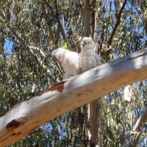 Cacatua galerita at Hughes, ACT - 27 Oct 2018 10:03 AM