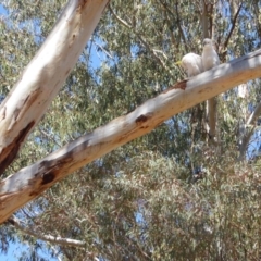 Cacatua galerita at Hughes, ACT - 27 Oct 2018 10:03 AM