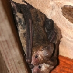 Nyctophilus geoffroyi (Lesser Long-eared Bat) at Rosedale, NSW - 26 Oct 2018 by jb2602