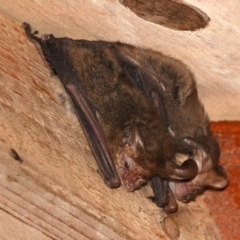 Nyctophilus geoffroyi at Rosedale, NSW - 26 Oct 2018