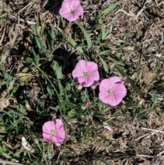 Convolvulus angustissimus subsp. angustissimus (Australian Bindweed) at Hughes, ACT - 27 Oct 2018 by JackyF