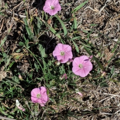 Convolvulus angustissimus subsp. angustissimus (Australian Bindweed) at Hughes, ACT - 27 Oct 2018 by JackyF