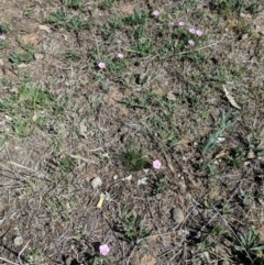 Convolvulus angustissimus subsp. angustissimus at Hughes, ACT - 27 Oct 2018