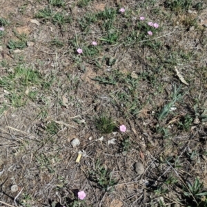 Convolvulus angustissimus subsp. angustissimus at Hughes, ACT - 27 Oct 2018