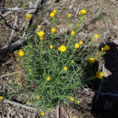 Xerochrysum viscosum (Sticky Everlasting) at Hughes Grassy Woodland - 26 Oct 2018 by JackyF