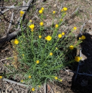 Xerochrysum viscosum at Hughes, ACT - 27 Oct 2018