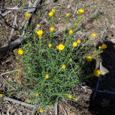 Xerochrysum viscosum (Sticky Everlasting) at Hughes, ACT - 27 Oct 2018 by JackyF