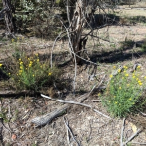 Xerochrysum viscosum at Hughes, ACT - 27 Oct 2018