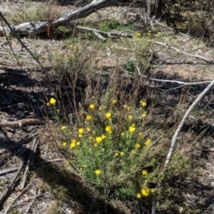 Xerochrysum viscosum at Hughes, ACT - 27 Oct 2018 10:33 AM