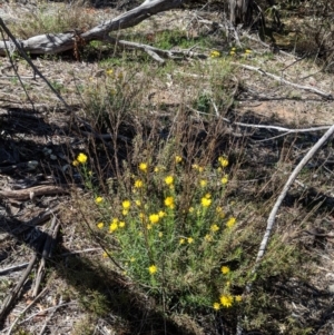 Xerochrysum viscosum at Hughes, ACT - 27 Oct 2018