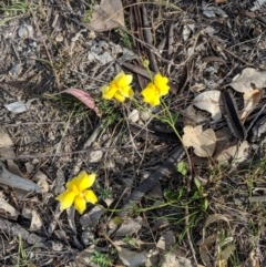 Goodenia pinnatifida (Scrambled Eggs) at Red Hill to Yarralumla Creek - 28 Oct 2018 by JackyF