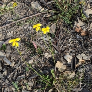 Goodenia pinnatifida at Deakin, ACT - 28 Oct 2018 05:15 PM