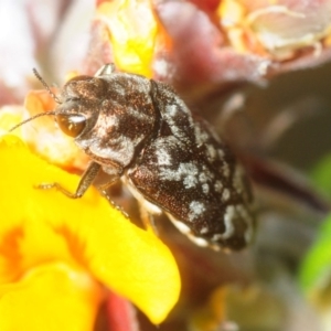 Ethonion sp. (genus) at Rendezvous Creek, ACT - 27 Oct 2018