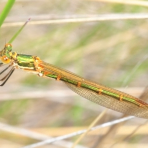 Austrolestes cingulatus at Mount Clear, ACT - 27 Oct 2018 02:20 PM