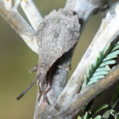 Agriopocoris sp. (genus) (Coreid bug) at Namadgi National Park - 27 Oct 2018 by Harrisi