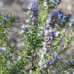 Rosmarinus officinalis (Rosemary) at QPRC LGA - 30 Sep 2018 by natureguy