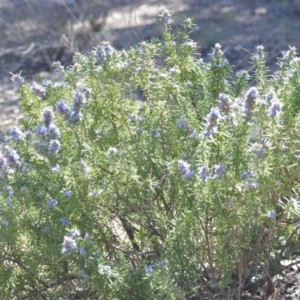 Rosmarinus officinalis at Wamboin, NSW - 30 Sep 2018 01:20 PM