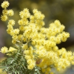 Acacia decurrens (Green Wattle) at 32 Cooper Road - 30 Sep 2018 by natureguy