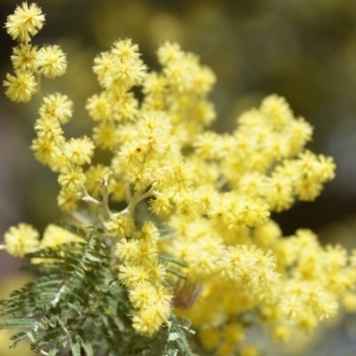 Acacia decurrens (Green Wattle) at 32 Cooper Road - 30 Sep 2018 by natureguy