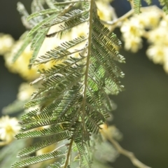 Acacia decurrens at Wamboin, NSW - 30 Sep 2018