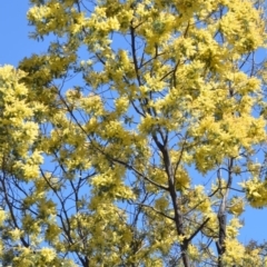 Acacia decurrens at Wamboin, NSW - 30 Sep 2018