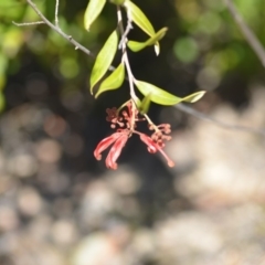 Grevillea (genus) (Grevillea) at Wamboin, NSW - 30 Sep 2018 by natureguy