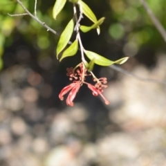 Grevillea sp. (Grevillea) at QPRC LGA - 30 Sep 2018 by natureguy