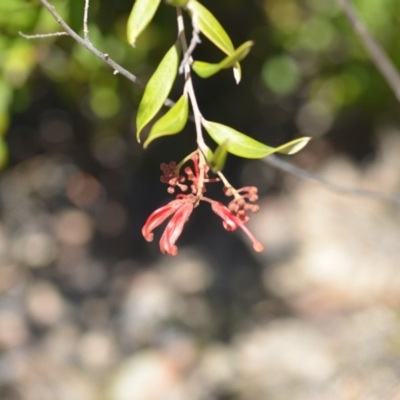 Grevillea (genus) (Grevillea) at Wamboin, NSW - 30 Sep 2018 by natureguy