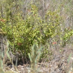 Grevillea sp. at Wamboin, NSW - 30 Sep 2018