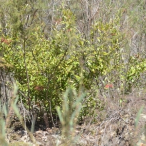 Grevillea sp. at Wamboin, NSW - 30 Sep 2018 01:24 PM