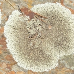 Parmeliaceae (family) at Wamboin, NSW - 30 Sep 2018 01:25 PM