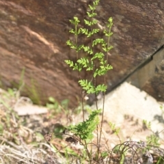 Cheilanthes sieberi (Rock Fern) at QPRC LGA - 30 Sep 2018 by natureguy