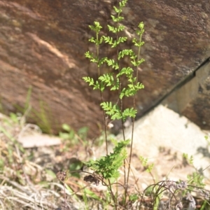 Cheilanthes sieberi at Wamboin, NSW - 30 Sep 2018