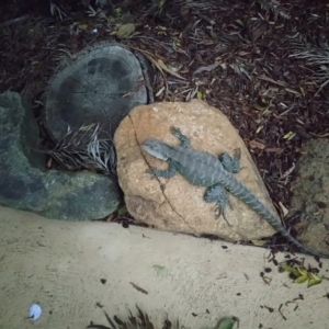 Intellagama lesueurii howittii at Molonglo Valley, ACT - 16 Oct 2018 04:33 PM