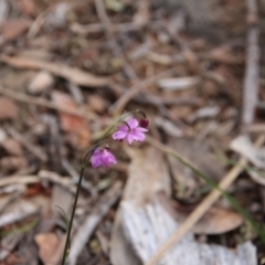 Arthropodium minus (Small Vanilla Lily) at Hackett, ACT - 20 Oct 2018 by petersan