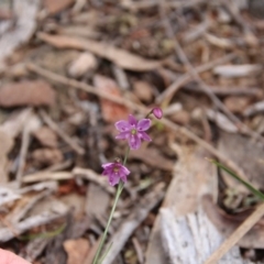 Arthropodium minus at Hackett, ACT - 20 Oct 2018 08:15 AM