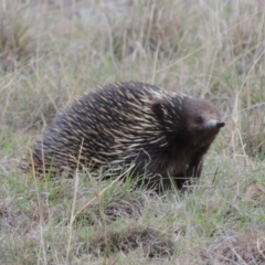 Tachyglossus aculeatus (Short-beaked Echidna) at Tennent, ACT - 16 Oct 2018 by michaelb