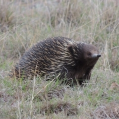 Tachyglossus aculeatus (Short-beaked Echidna) at Tennent, ACT - 16 Oct 2018 by MichaelBedingfield