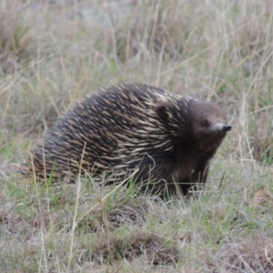 Tachyglossus aculeatus at Tennent, ACT - 16 Oct 2018
