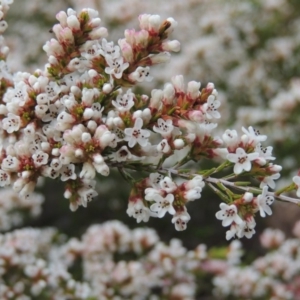 Micromyrtus ciliata at Tennent, ACT - 16 Oct 2018