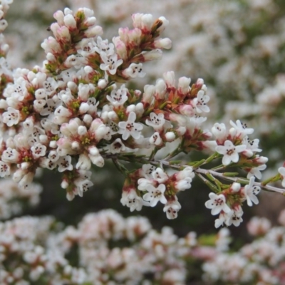 Micromyrtus ciliata (Fringed Heath-myrtle) at Tennent, ACT - 16 Oct 2018 by michaelb