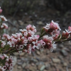 Micromyrtus ciliata (Fringed Heath-myrtle) at Tennent, ACT - 16 Oct 2018 by MichaelBedingfield