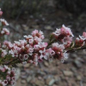 Micromyrtus ciliata at Tennent, ACT - 16 Oct 2018