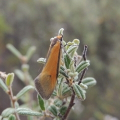 Philobota undescribed species near arabella (A concealer moth) at Namadgi National Park - 16 Oct 2018 by michaelb