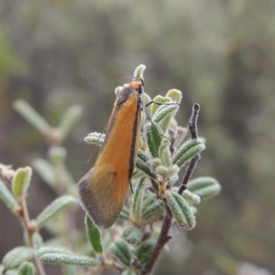 Philobota undescribed species near arabella (A concealer moth) at Namadgi National Park - 16 Oct 2018 by michaelb