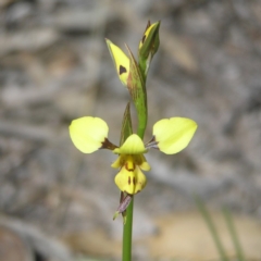 Diuris sulphurea (Tiger Orchid) at Kambah, ACT - 27 Oct 2018 by MatthewFrawley