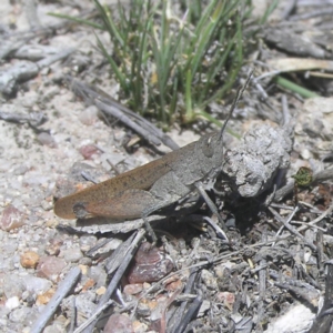 Goniaea opomaloides at Chifley, ACT - 28 Oct 2018