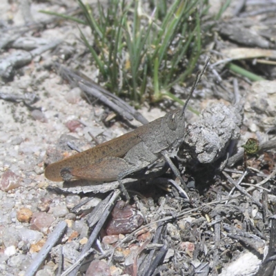 Goniaea opomaloides (Mimetic Gumleaf Grasshopper) at Chifley, ACT - 28 Oct 2018 by MatthewFrawley