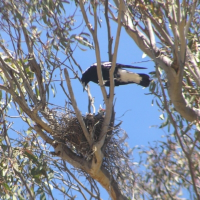 Gymnorhina tibicen (Australian Magpie) at Kambah, ACT - 28 Oct 2018 by MatthewFrawley